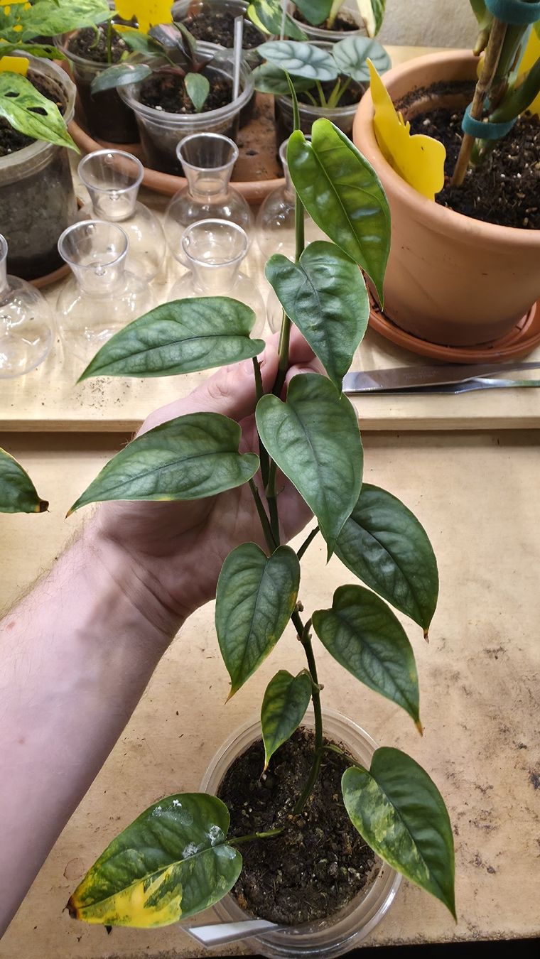 Piante & sementi: Monstera Siltepecana "gène Aurea Variegata" – Nuovo (secondo la descrizione) da Neyruz FR venduto da bry_2dg9 1