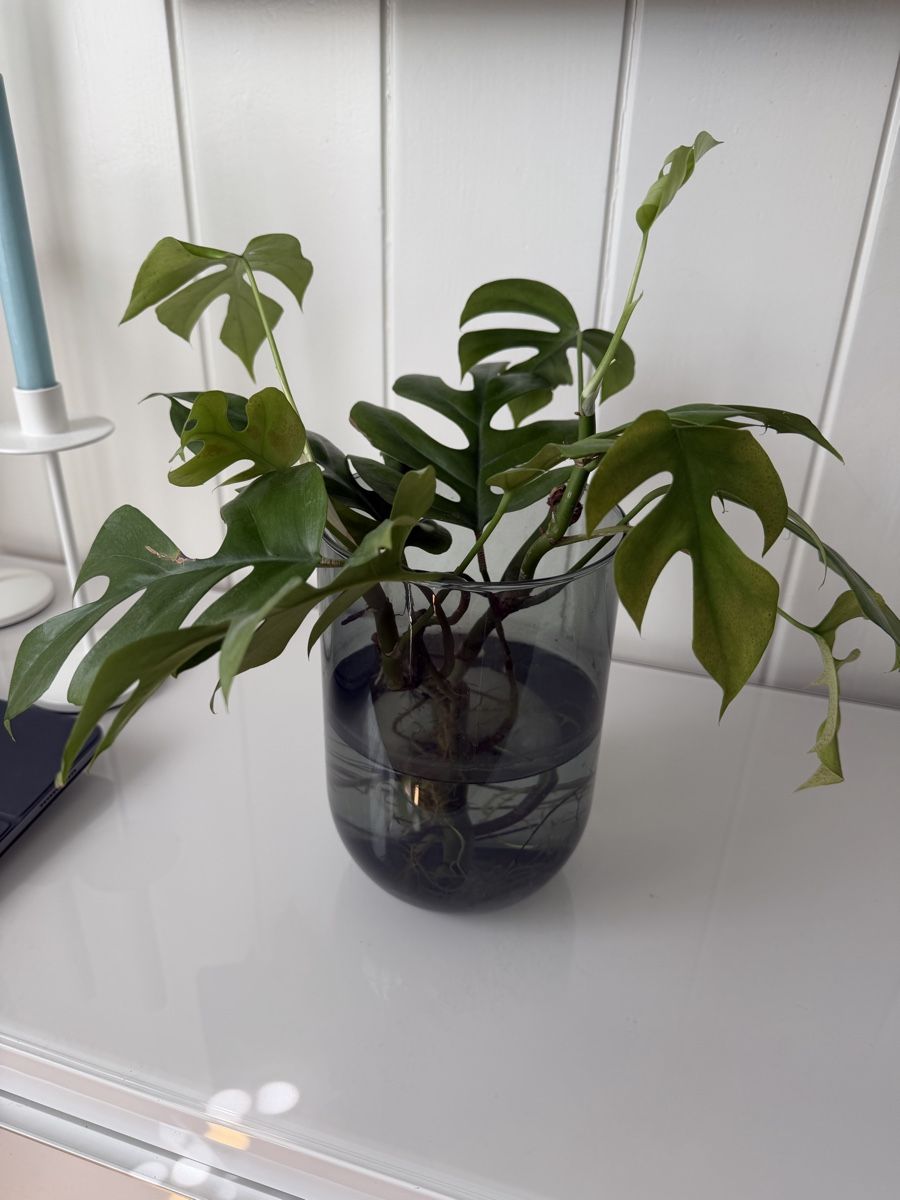 Piante & sementi: Monstera Ableger – Usato da Gunten venduto da starfish3 3