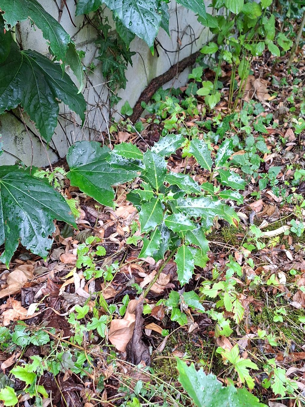 Plantes & graines: Stechpalme Setzling – Neuf (Voir description) à Aarau par gutLeben_2021 2