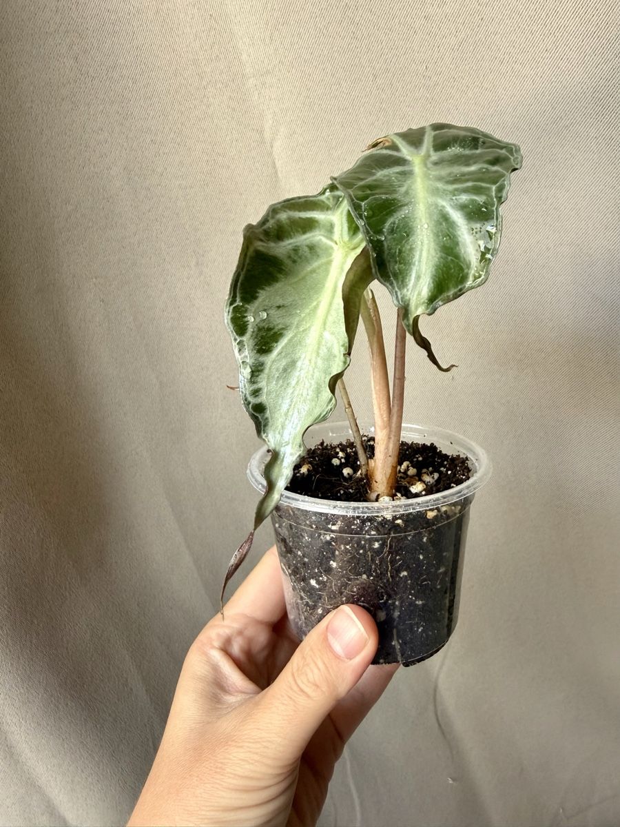 Piante & sementi: 😍 Alocasia Venom  – Nuovo (secondo la descrizione) da La Tour-de-Trême venduto da LyAmy