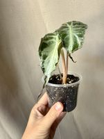😍 Alocasia Venom 