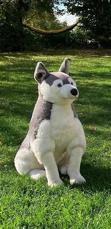 Spielzeuge: Plüsch-Husky – Gebraucht aus Berikon von kat_bxc6