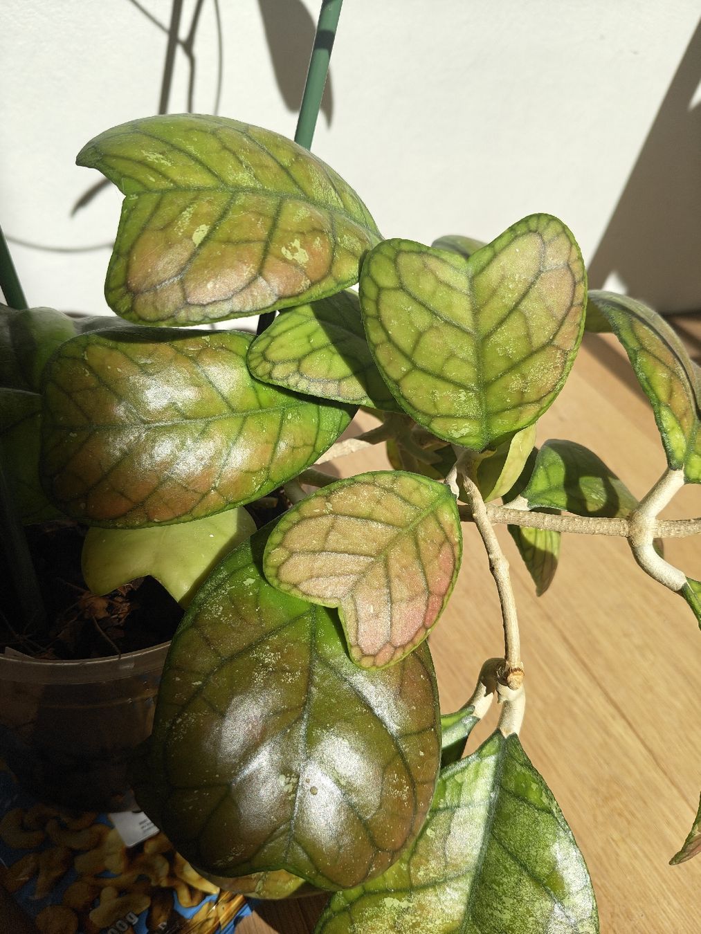 Piante & sementi: Hoya Daekae big plant – Usato da Chamoson venduto da Yuriyaa 2