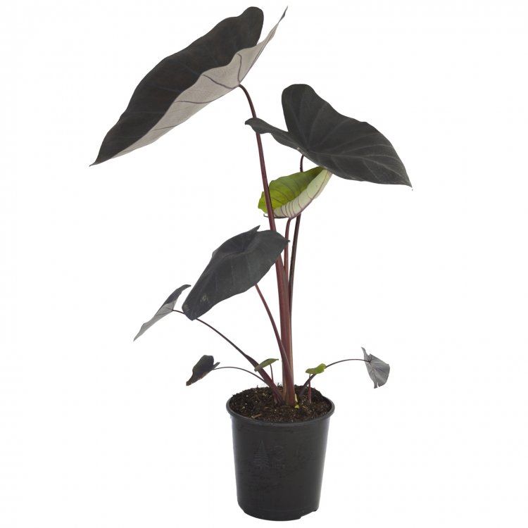 Plantes & graines: Colocasia esculenta BLACK MAGIC – Neuf (Voir description) à Bremblens par FIBONACCI369 1