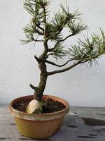 Bonsai