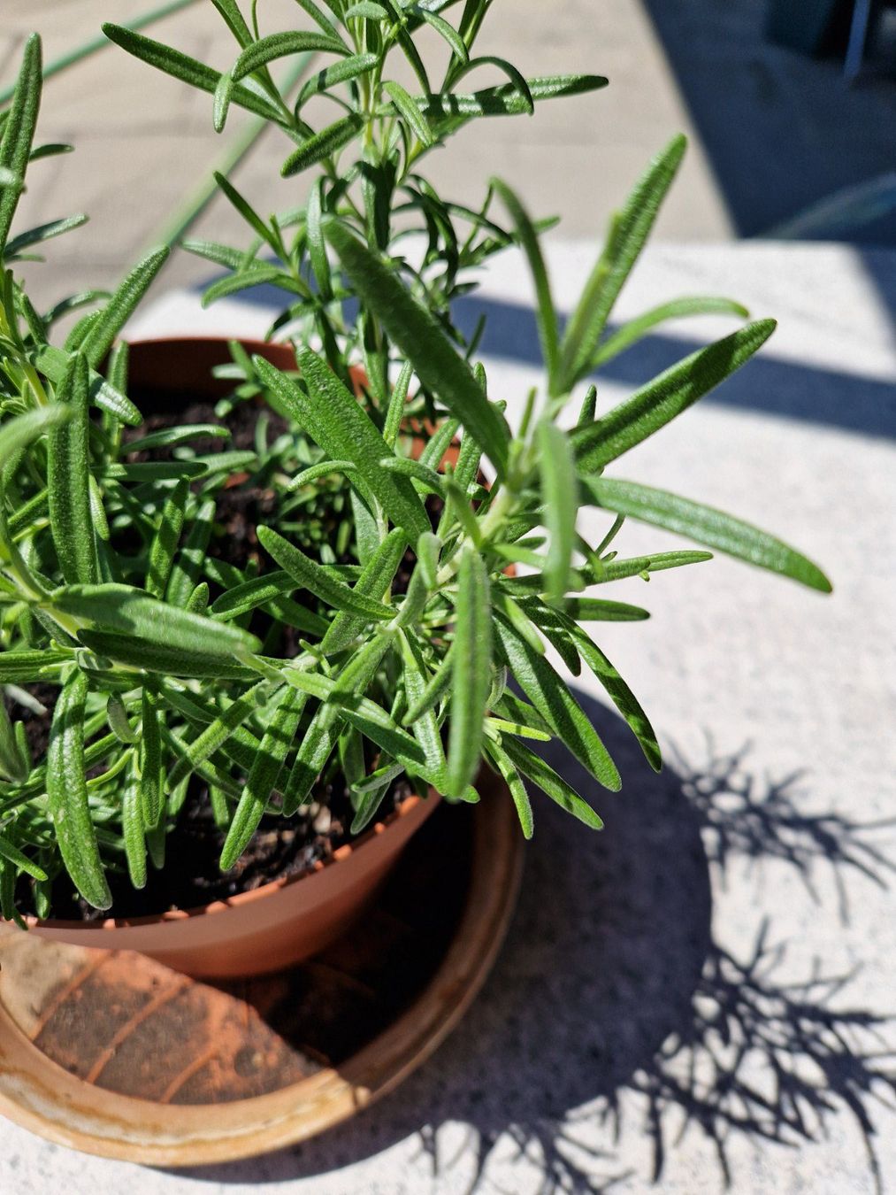 Piante & sementi: Balkon-/Gartenpflanze: Rosmarin – Usato da Münchenbuchsee venduto da Aare22 2
