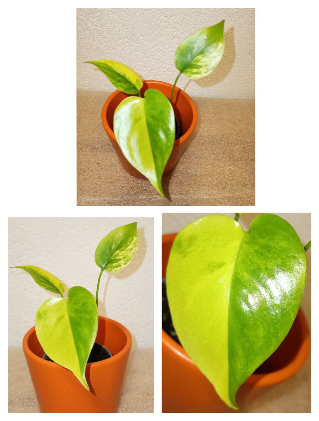 Piante & sementi: Monstera Marylin Aurea – Nuovo (secondo la descrizione) da schöftland venduto da UniquePlants