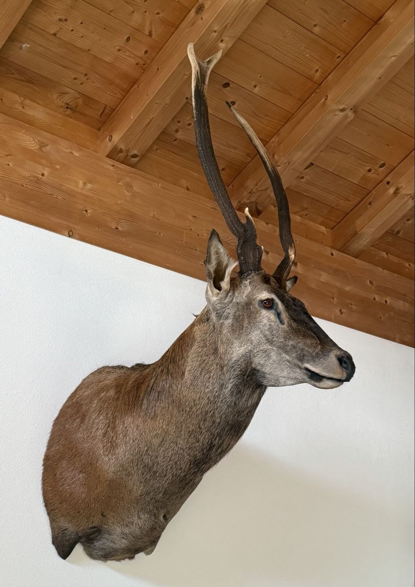 Monde des animaux: Hirsch Präparat – Neuf (Voir description) à Rueun par Scarpa15 1
