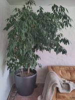 Grösser Ficus Benjamina Guter Zustand