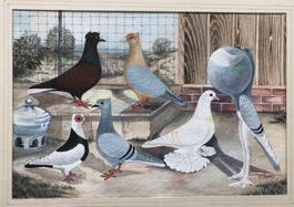 Vögeli – Gemälde – Aquarell – Schweizer Rasse-Tauben