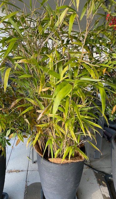 31+ Bambus Im Topf Im Garten, Seine kultivierung im topf ermöglicht