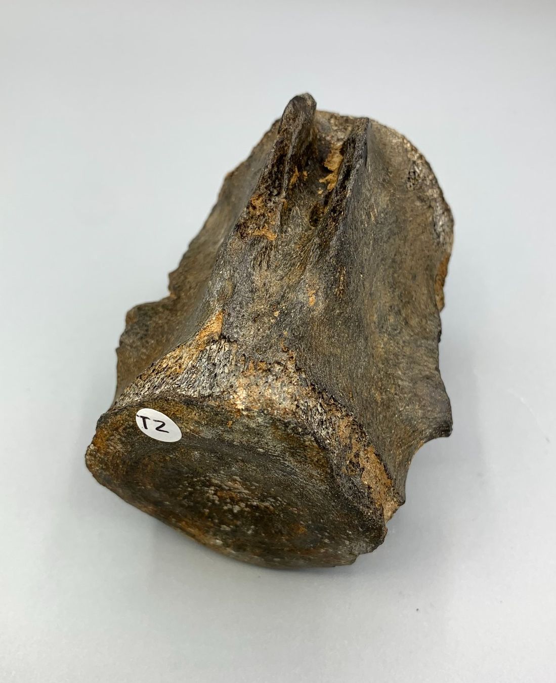 Fossilien: Fossiler Walwirbel - Original – Neu (gemäss Beschreibung) aus Samstagern von Spliti