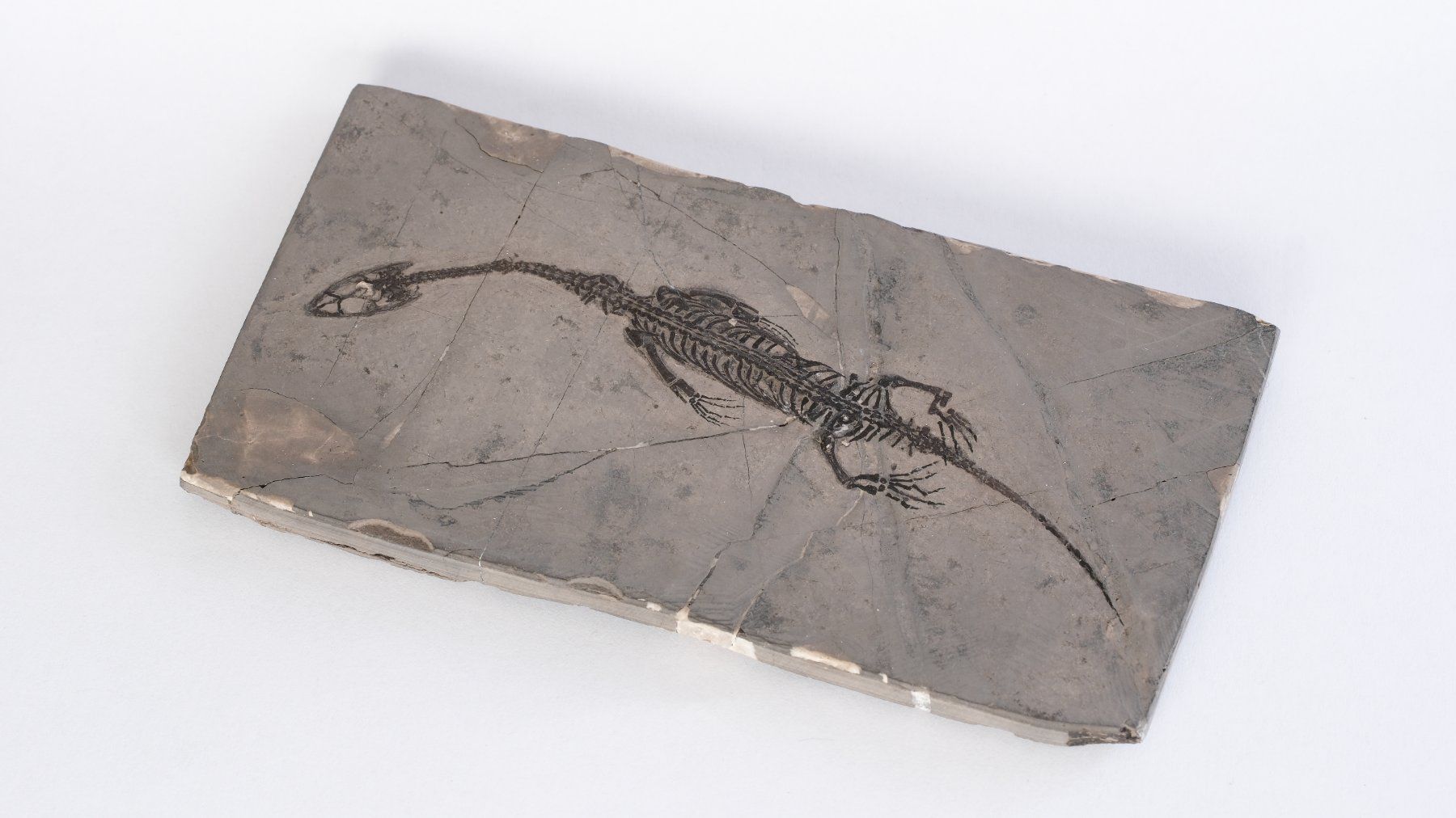 Fossili: Schwimmsaurierer - Keichousaurus hui - Nothosaurus - China – Usato da Heiden venduto da mats10 5