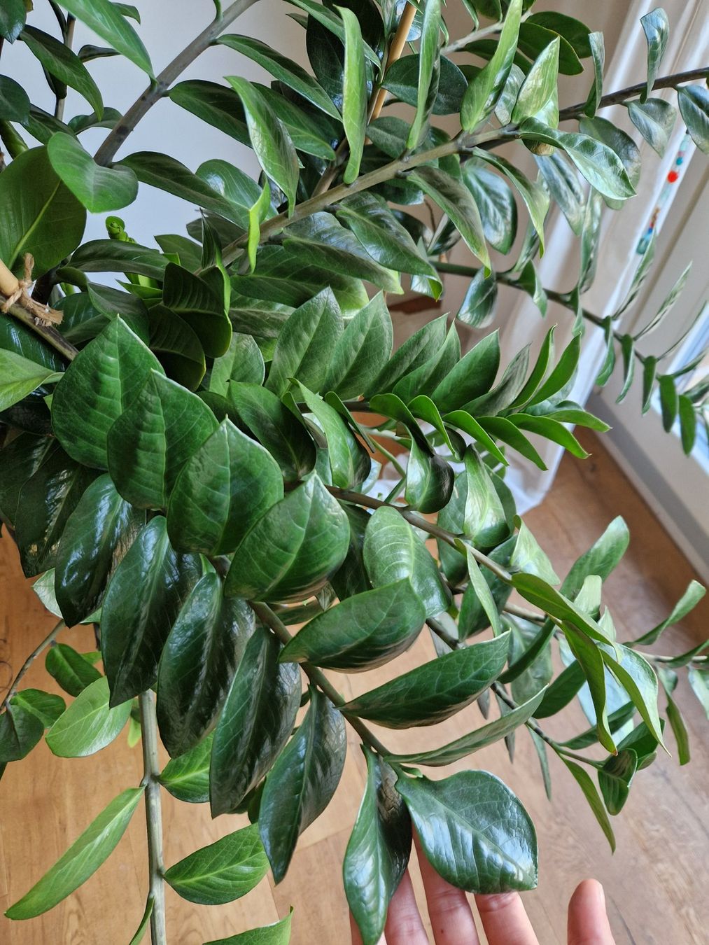 Plantes & graines: Grosse Zimmerpflanze, Glücksfeder – D'occasion à Luzern par roe_mk6s 3
