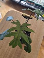 🌿 Philodendron Elegans - Größe S