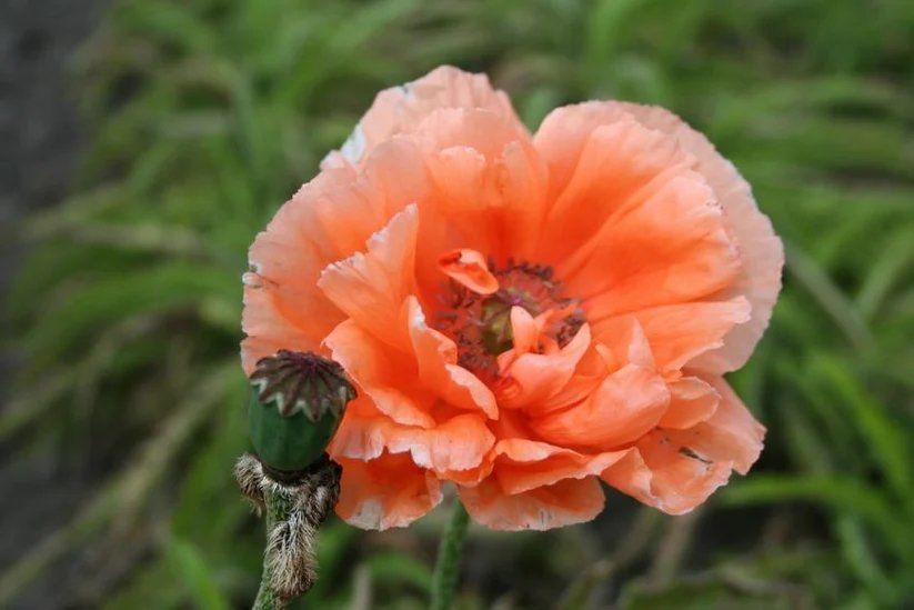 Mohn Mrs Perry Orient - 10 Wurzelnackte Pflanzen | Acheter sur Ricardo