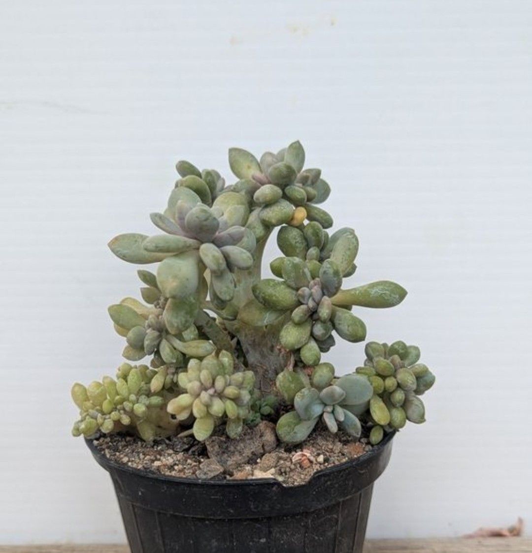 Piante & sementi: Pachyveria cristata  – Usato da Comano venduto da che_8lc2