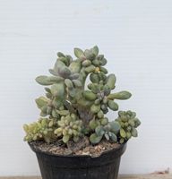 Pachyveria cristata 