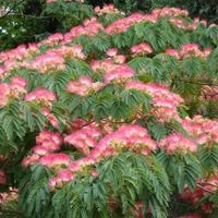 Arbre à soie / Albizia  OMBRELLA  20cm