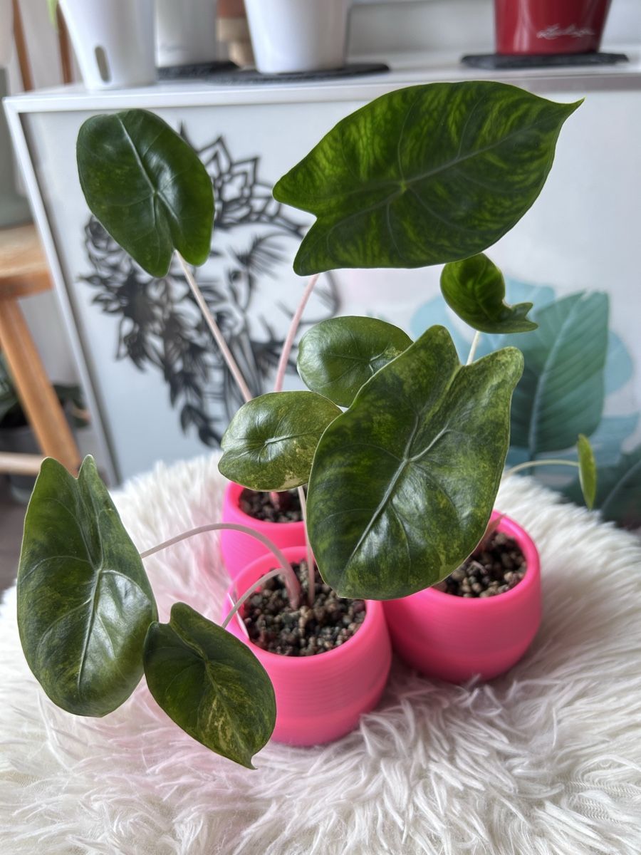 Piante & sementi: Alocasia Pink Dragon Aurea variegata – Nuovo (secondo la descrizione) da Scherzingen venduto da Elefantenohr.ch