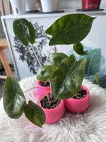 Alocasia Pink Dragon Aurea variegata