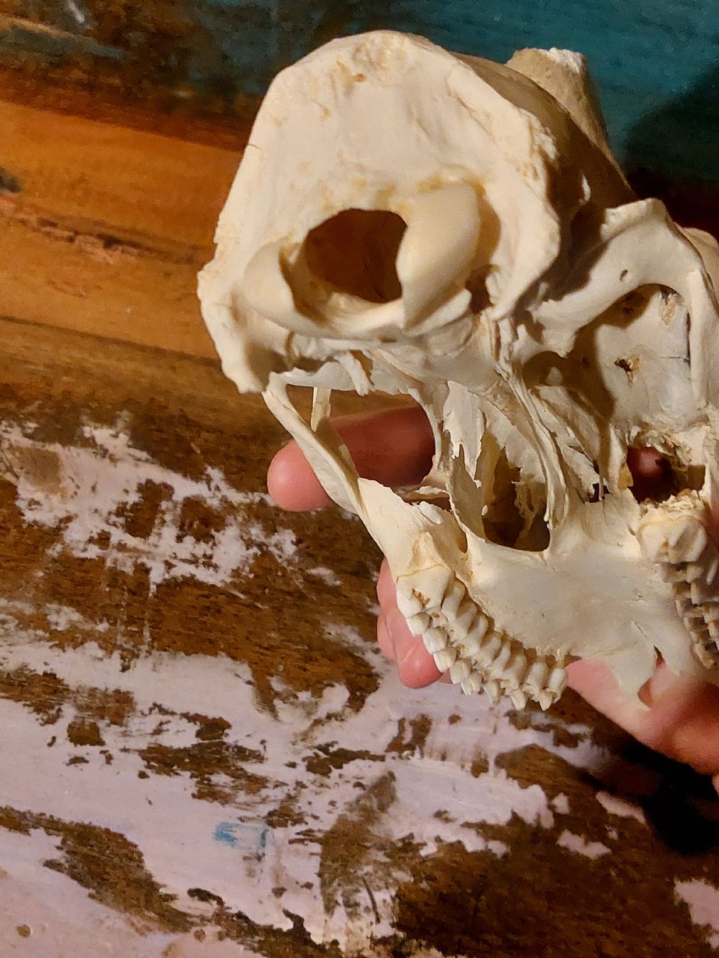 Altre raccolte & rarità: Reh Schädel, Knochen Tierpräparat, für Rituale Satan – Usato da Winterthur venduto da Belzarek 4