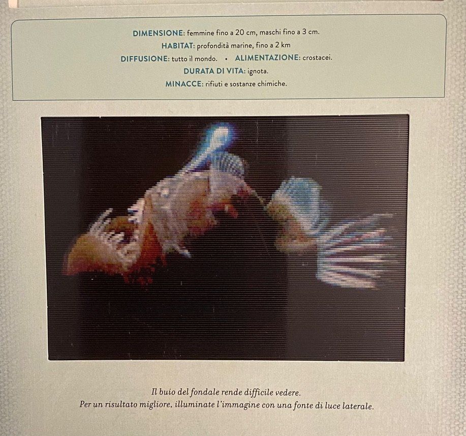 Libri: Libro OZEANI Photicular - Buch Ozean Photicular-Effekte – Usato da Winterthur venduto da Secondhand-Family 4