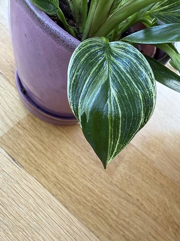 Pflanzen & Samen: Philodendron Birkin – Gebraucht aus Spiez von Lunelu 1