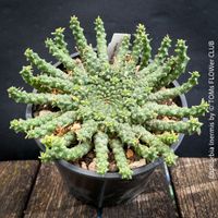 Euphorbia Inermis - auch als „Medusa-Kopf“ bekannt