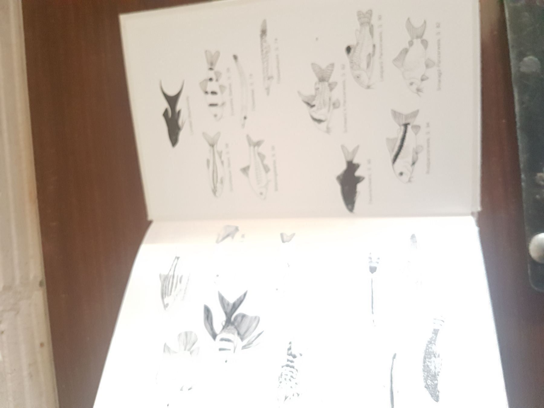 Libri: Beispielhafte Aquarien – Usato da Niederwil SO venduto da Albatros59 2
