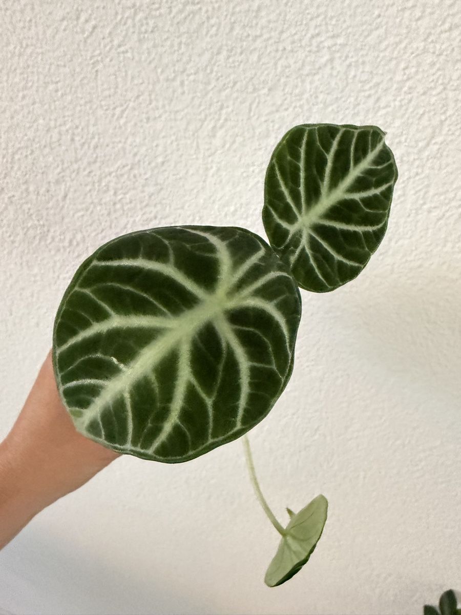Piante & sementi: Alocasia Ninja im SB-Topf – Usato da Ostermundigen venduto da summy73 1