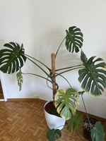 Monstera Zimmerpflanze gross mit Rankstab weisser Topf