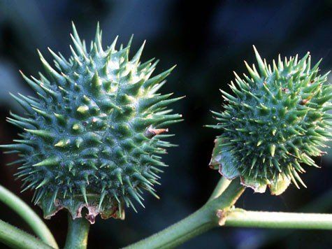 Piante & sementi: gemeiner Stechapfel (Datura_stramonium) - Samen! – Nuovo (secondo la descrizione) da Steffisburg venduto da Petroselium