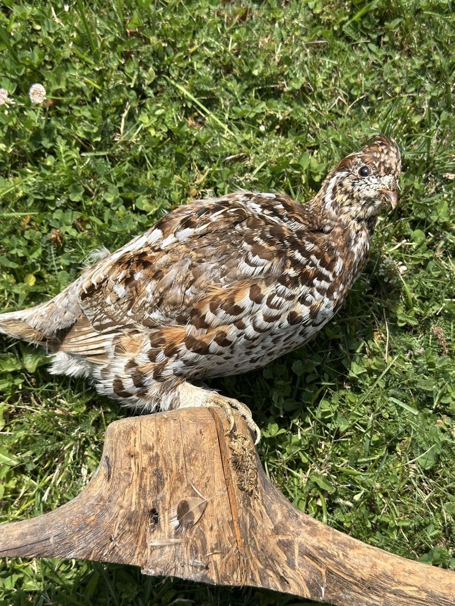 Monde des animaux: Tierpreparat Alpenschneehuhn – D'occasion à St.Moritz par marog90 3