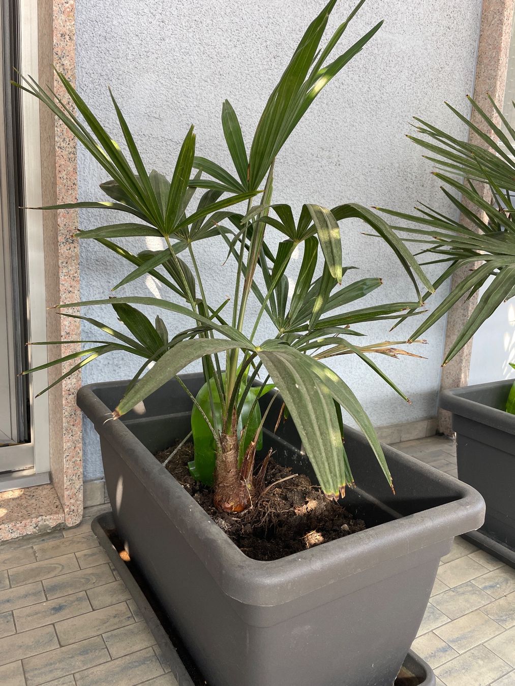 Pflanzen & Samen: Palma – Gebraucht aus Chiasso von Marclinoo74