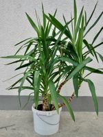 YUCCA YUCCA-PALME mit 5 Trieben 120cm