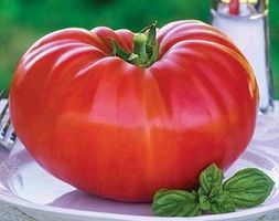 Giant Belgium - Riesenfleischtomate - 20 Samen