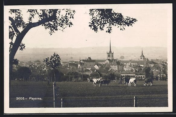 Cartoline postali: Payerne, Teilansicht von einer Kuhweide  – Usato da Berlin venduto da bartko-reher