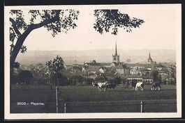Payerne, Teilansicht von einer Kuhweide 