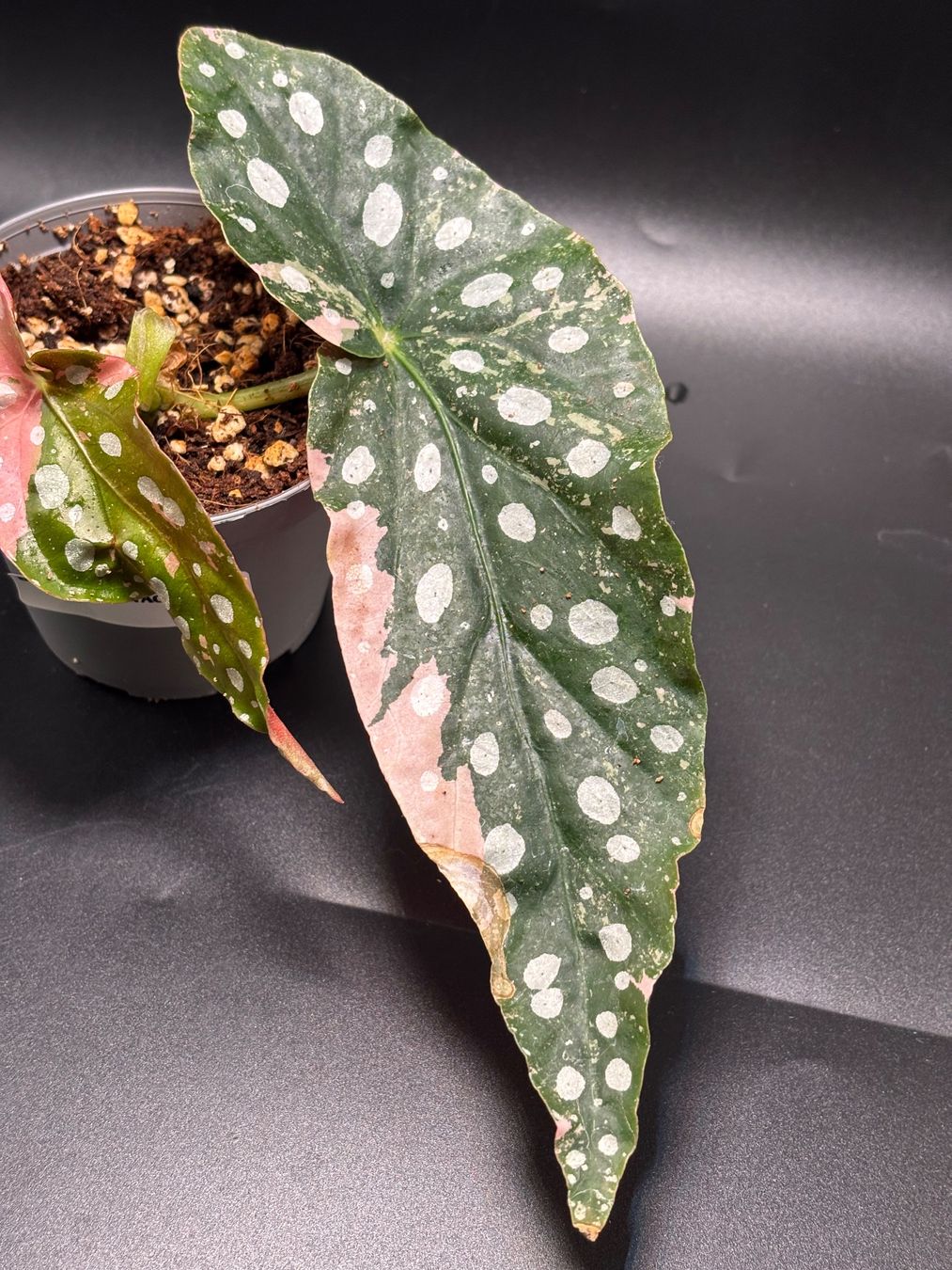 Piante & sementi: Begonia Maculata Pink Variegata – Nuovo e nell'imballaggio originale da Basel venduto da Pink_White 2