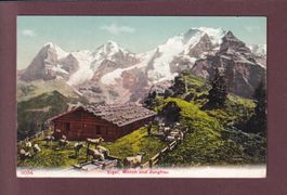 BAUERNHAUS - Jungfrau - Kühe - 1906