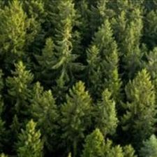 Profile image of Forest_Corner_40
