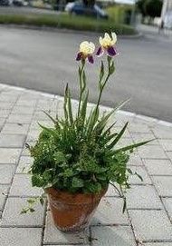 Piante & sementi: Iris und Campanula im Tontopf  – Nuovo (secondo la descrizione) da Frauenfeld venduto da Irene.Schuppli 1