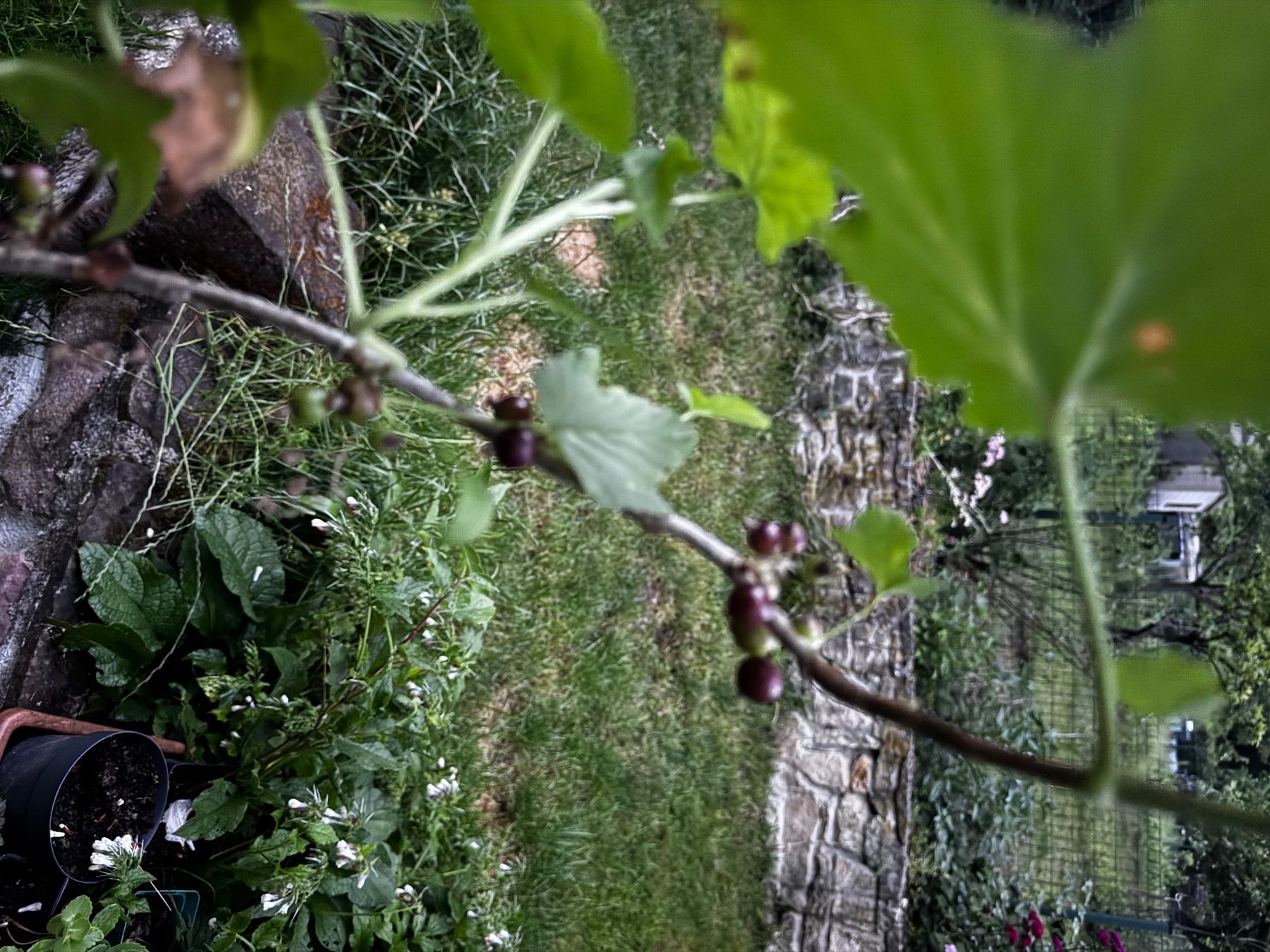 Piante & sementi: Plant cassis très prolifique – Usato da Lajoux JU venduto da Briard0 1