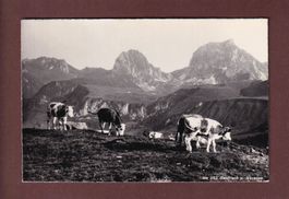 GANTRISCH ob Nünenen - Kühe - 1955
