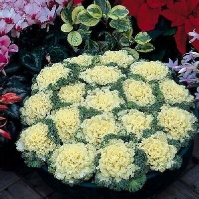 Pflanzen & Samen: 15 Samen Ornamentalkohl White Kamome – Neu (gemäss Beschreibung) aus Ehrendingen von VerveinaSamen 5
