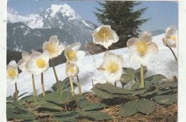 10 Schöne Blumenkarten