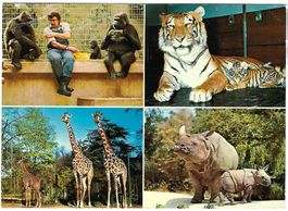 AK Zoo Basel, Tiere, gelaufen 1970