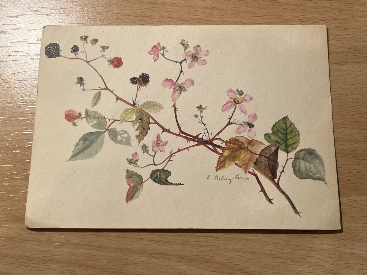 Cartoline postali: Alte Ansichtskarte Brombeerzweig, ungebraucht, 1908. Top! – Usato da Hinwil venduto da Chuan2