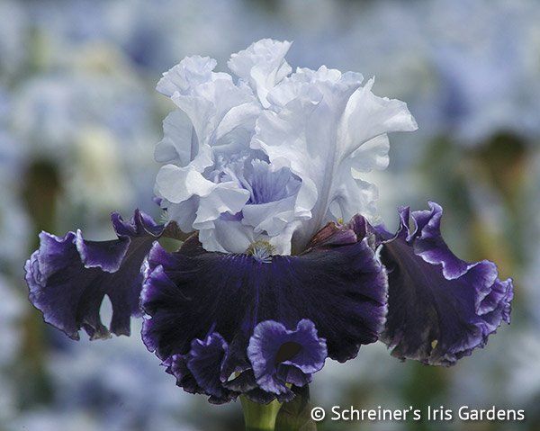 Piante & sementi: Iris Germanica Feel the Thunder – Nuovo (secondo la descrizione) da Roggwil venduto da Samonlinetrade